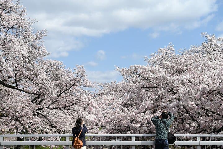 Kamakura Cherry Blossom Half Day Walking Tour with a Local Guide — photo 10