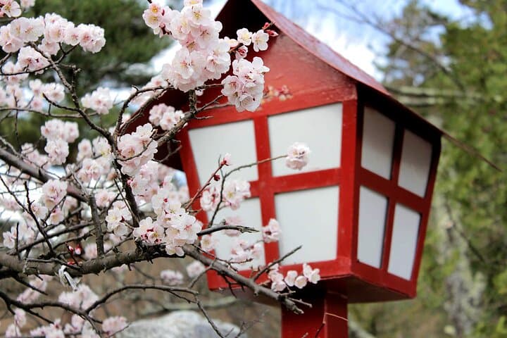 Tokyo Cherry Blossom Half Day Walking Tour with a Local Guide — photo 6