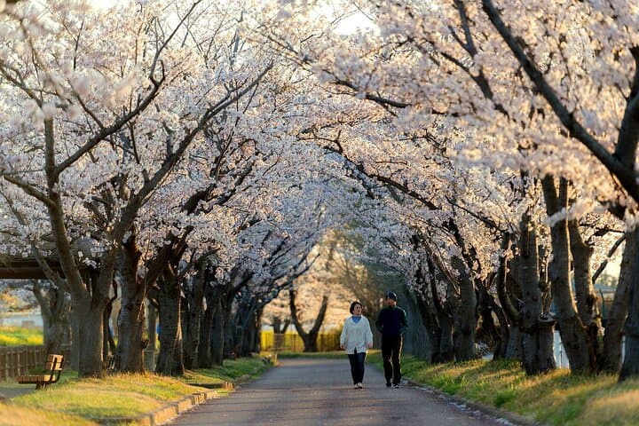 Tokyo Cherry Blossom Half Day Walking Tour with a Local Guide — photo 1