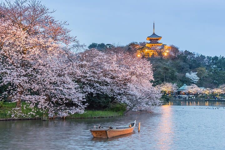 Yokohama Cherry Blossom Half Day Walking Tour with a Local Guide — photo 2