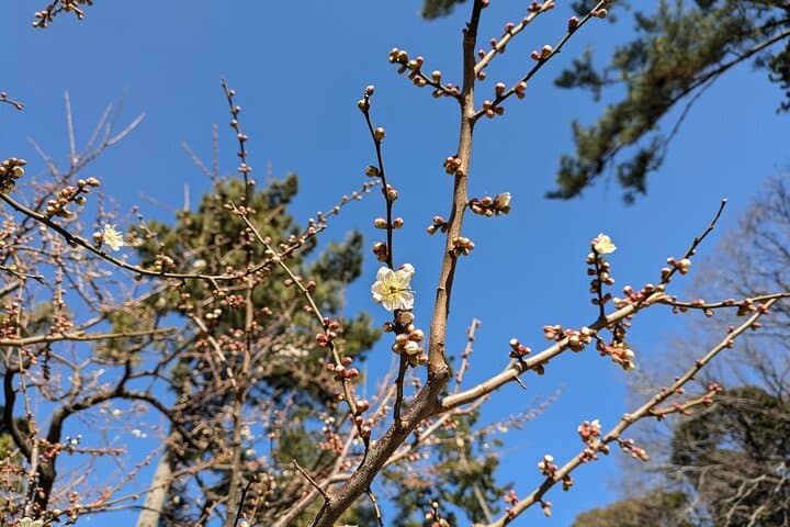 Guided History & Nature Exploration in the Yokohama Hill Area — photo 16