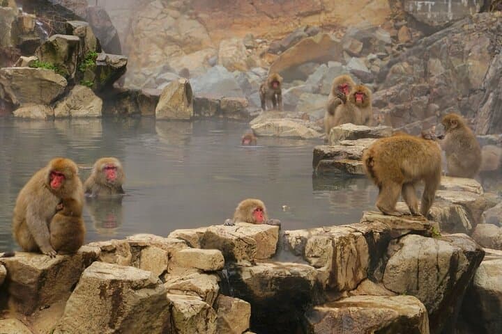 Nagano’s Snow Monkeys and Sake Tasting Day Tour — photo 4