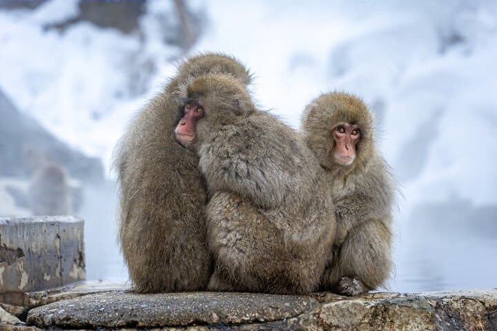 Nagano’s Snow Monkeys and Sake Tasting Day Tour — photo 5