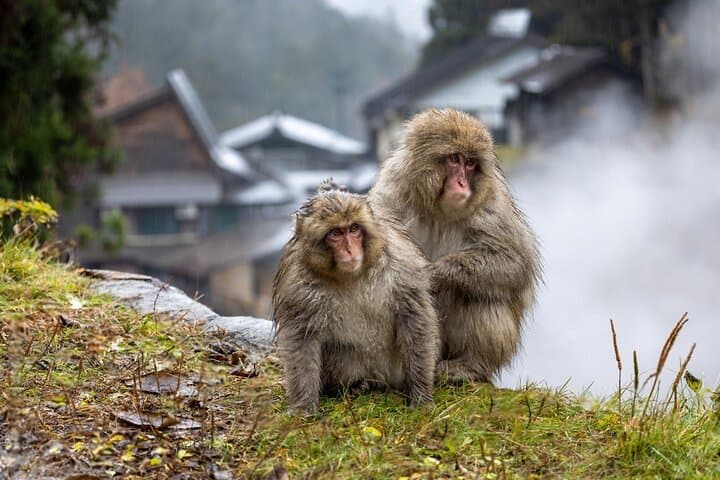 Nagano’s Snow Monkeys and Sake Tasting Day Tour — photo 8