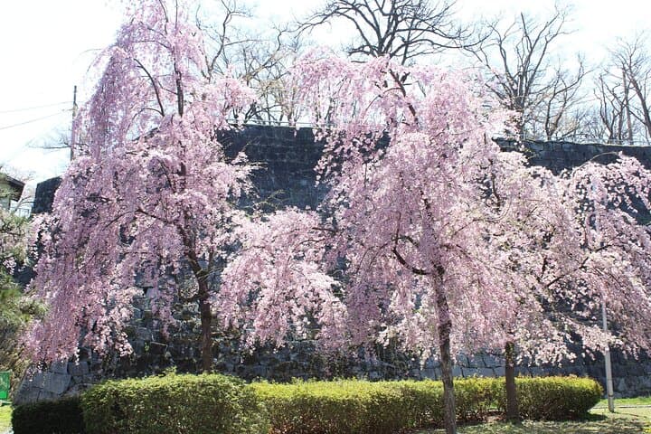 Morioka Town Half Day Walking Shared Tour with Wanko -Soba — photo 3