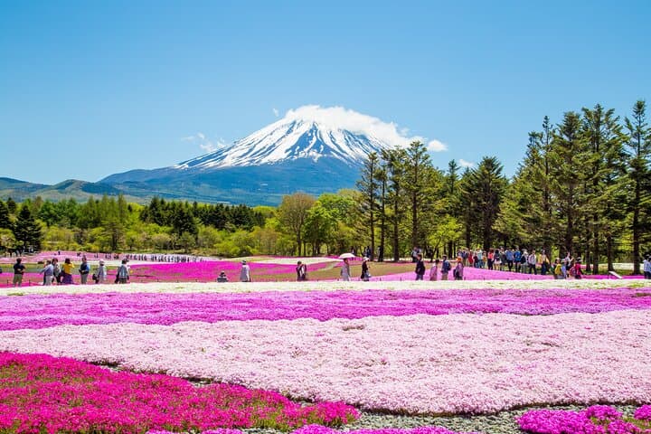 Mount Fuji & Fuji Shibazakura Festival One Day Trip From Tokyo — photo 2