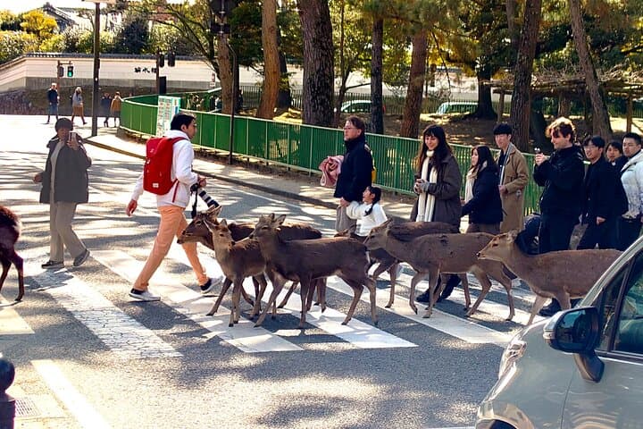 Nara: UNESCO World Heritage Sites Slow Cycling Tour — photo 3