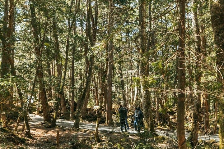 Mt. Fuji Hidden Gems & Aokigahara Forest Private Tour — photo 15