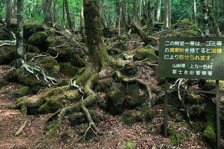 Mt. Fuji Hidden Gems & Aokigahara Forest Private Tour — photo 14