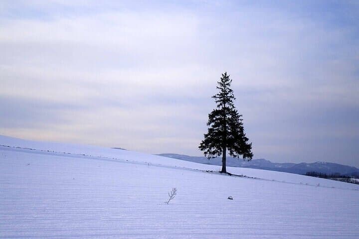 [Biei/Furano] One-day sightseeing by private car! — photo 12