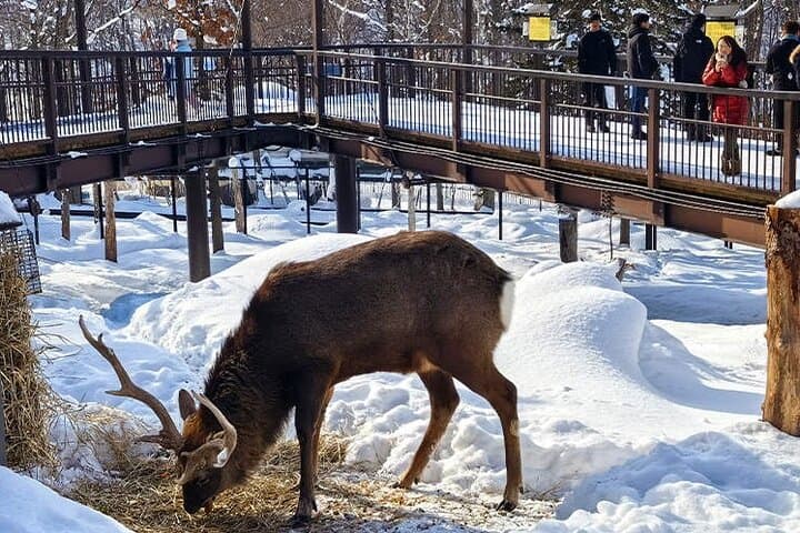 Hokkaido Asahiyama Zoo Biei Elf Terrace Day Tour — photo 2