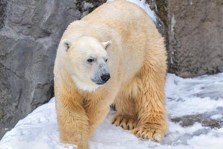 Hokkaido Asahiyama Zoo Biei Elf Terrace Day Tour — photo 3