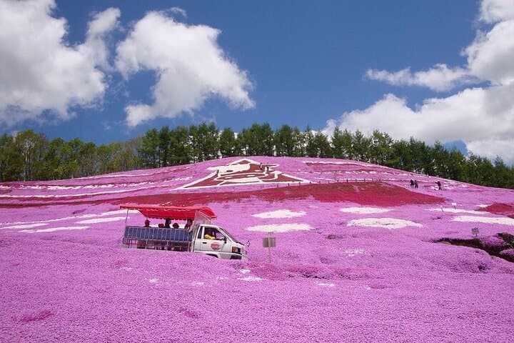 Hokkaido Flower Tour: Takinoue Shibazakura & Kamiyubetsu Tulips
