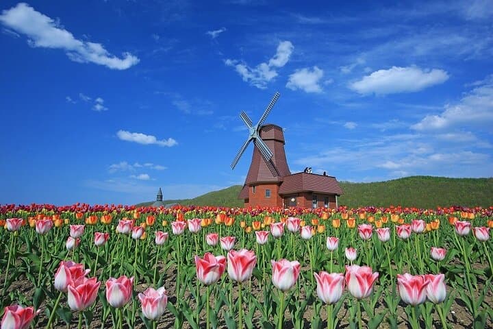 Experience Shibazakura and Kamiyubetsu Tulips in 2 days