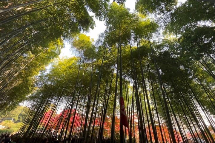 Full Day Kyoto Tour : Bamboo Forest, Golden Temple, Fushimi Inari — photo 3
