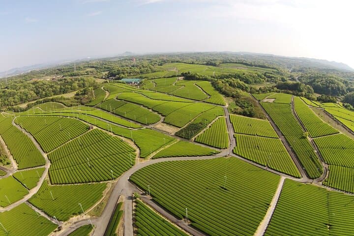 Fujikawachi Tea Fields Walking Tour and Learn Yamaguchi Tea — photo 2