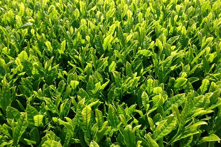 Fujikawachi Tea Fields Walking Tour and Learn Yamaguchi Tea — photo 3