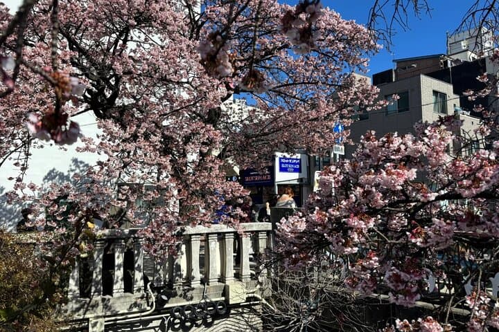 Shizuoka and Izu City Cherry Blossom Private 2 Days Tour — photo 2