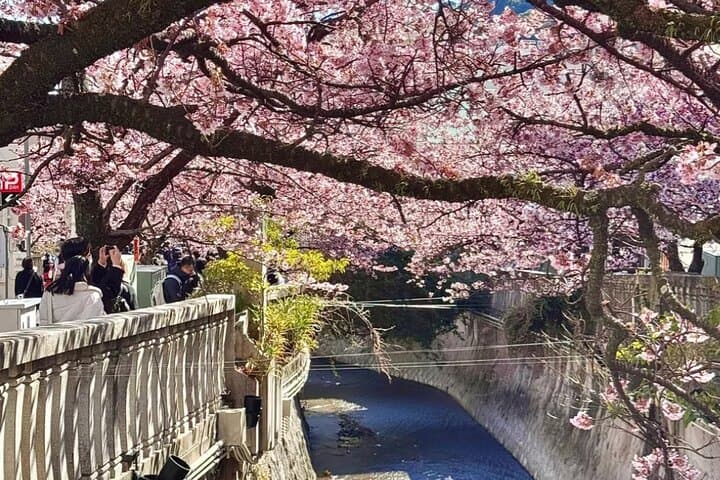 Shizuoka and Izu City Cherry Blossom Private 2 Days Tour — photo 1