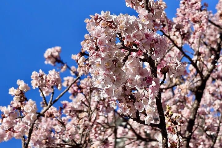 Shizuoka and Izu City Cherry Blossom Private 2 Days Tour — photo 3