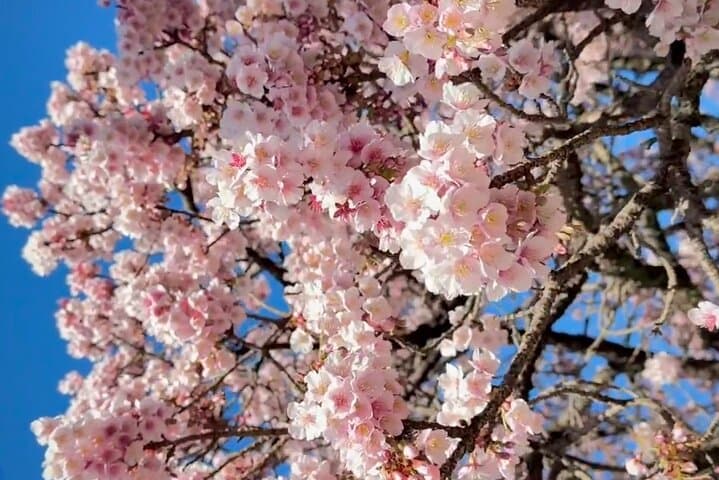 Shizuoka and Izu City Cherry Blossom Private 2 Days Tour — photo 7