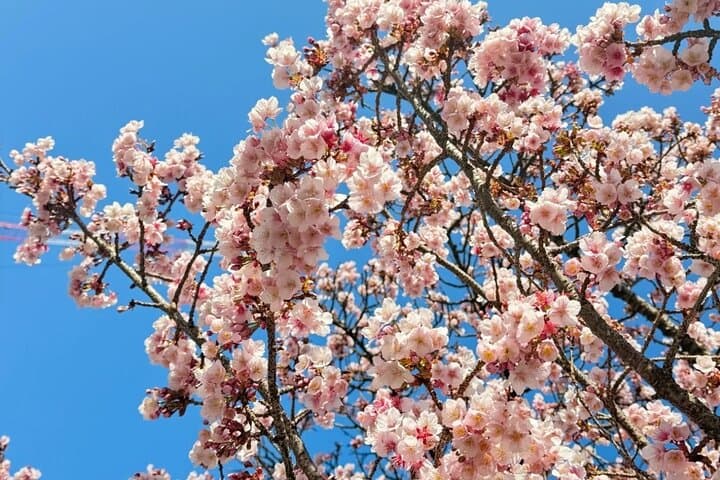 Shizuoka and Izu City Cherry Blossom Private 2 Days Tour — photo 5