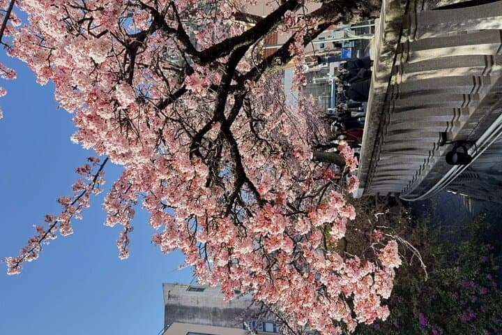 Shizuoka and Izu City Cherry Blossom Private 2 Days Tour — photo 6