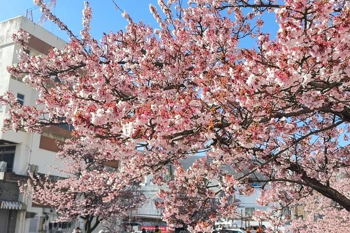 Shizuoka and Izu City Cherry Blossom Private 2 Days Tour — photo 4