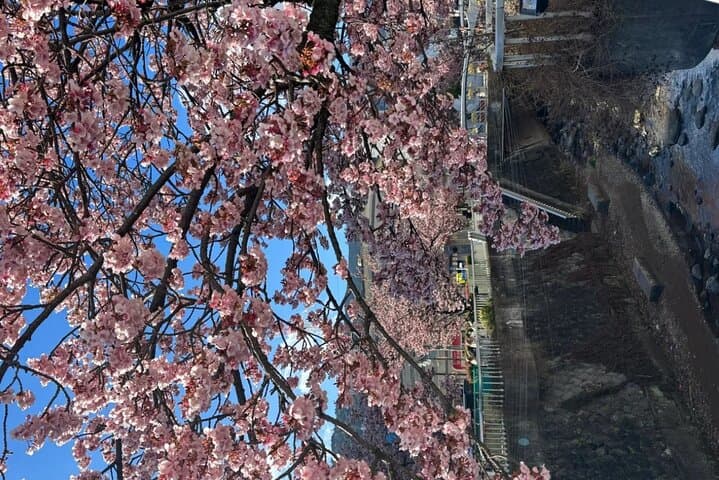 Shizuoka and Izu City Cherry Blossom Private 2 Days Tour — photo 8