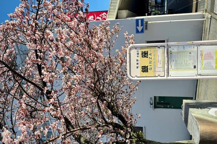 Shizuoka and Izu City Cherry Blossom Private 2 Days Tour — photo 9