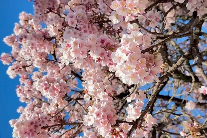 From Tokyo:Private One Day Tour to Izu — photo 15