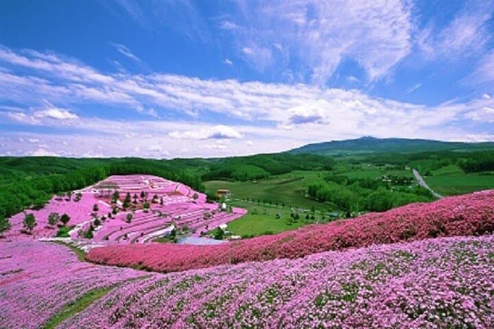 Experience Shibazakura and Kamiyubetsu Tulips in 2 days — photo 3