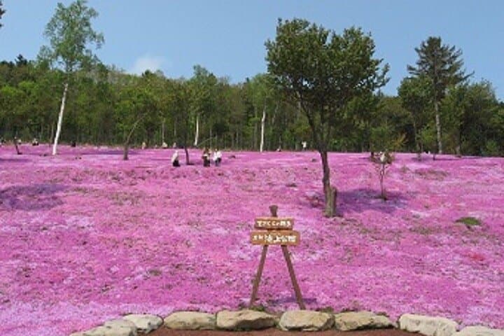 Experience Shibazakura and Kamiyubetsu Tulips in 2 days — photo 4