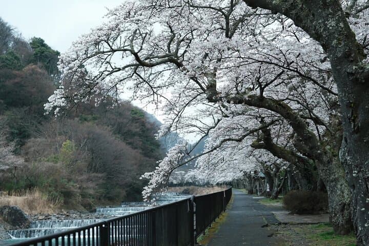 From Tokyo Cherry Blossom Season Private Day Tour in Hakone — photo 2