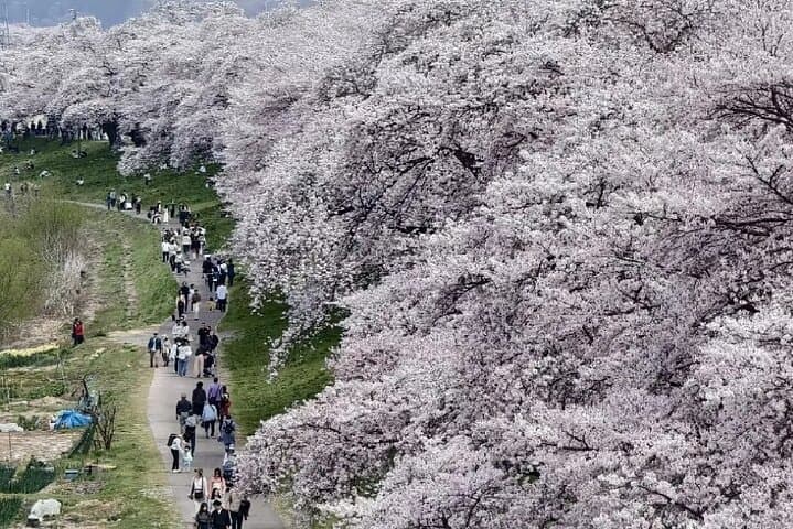 Kyoto City Cherry Blossom Private Sightseeing Tour — photo 2