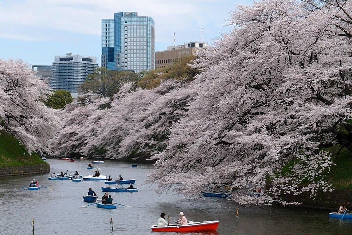 Tokyo City Cherry Blossom Private Sightseeing Tour — photo 5