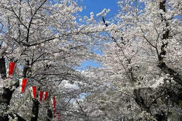 Tokyo City Cherry Blossom Private Sightseeing Tour — photo 8