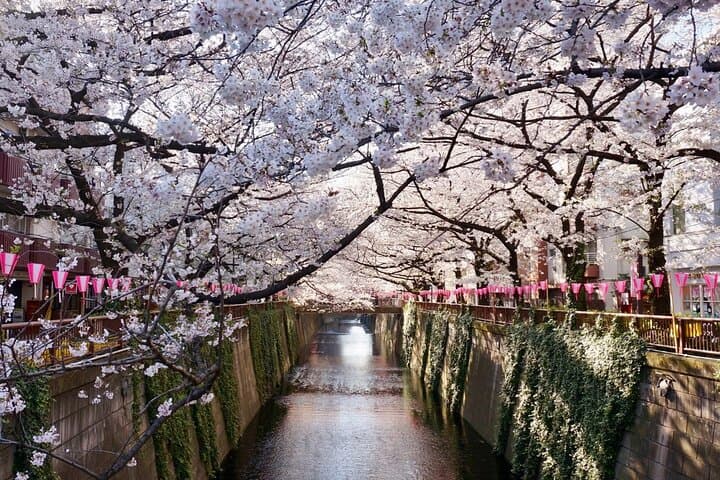 Tokyo City Cherry Blossom Private Sightseeing Tour — photo 6