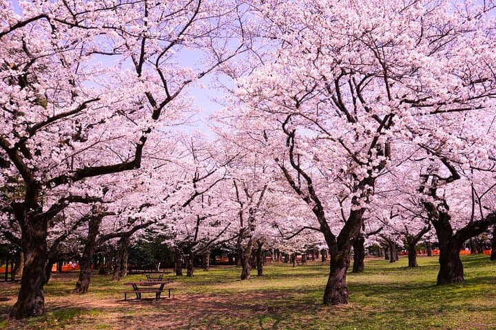 Cherry Blossom Season Tokyo Sakura Picnic — photo 2