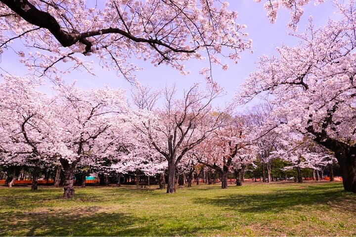 Cherry Blossom Season Tokyo Sakura Picnic — photo 4