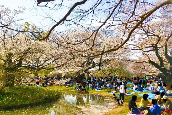 Cherry Blossom Season Tokyo Sakura Picnic — photo 3