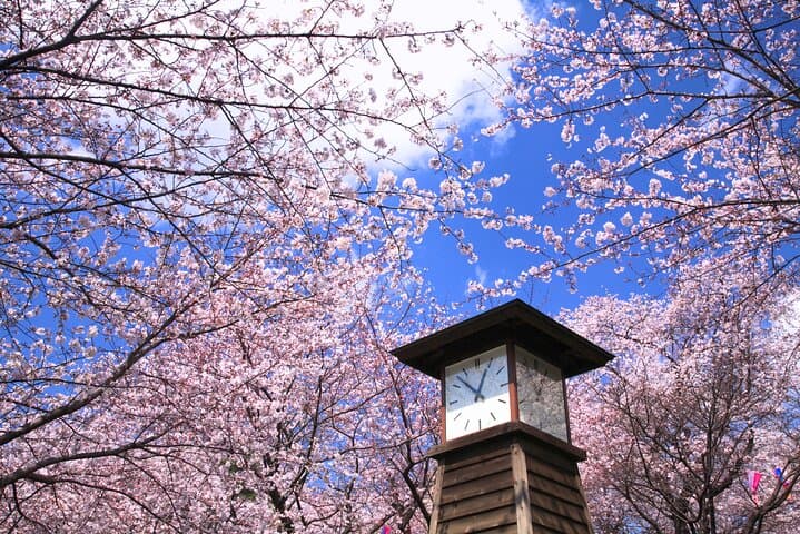 Cherry Blossom Season Tokyo Sakura Picnic — photo 5