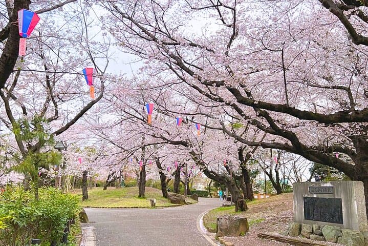 Cherry Blossom Season Tokyo Sakura Picnic — photo 6