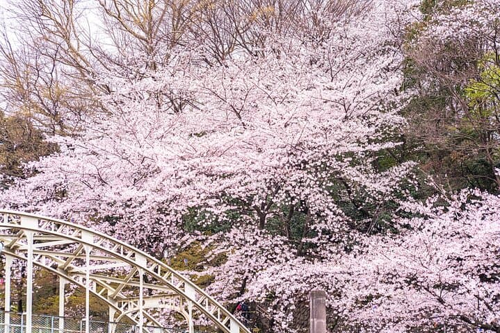 Cherry Blossom Season Tokyo Sakura Picnic — photo 7