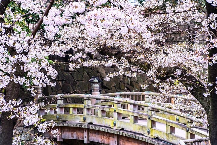 Cherry Blossom Season Tokyo Sakura Picnic — photo 8