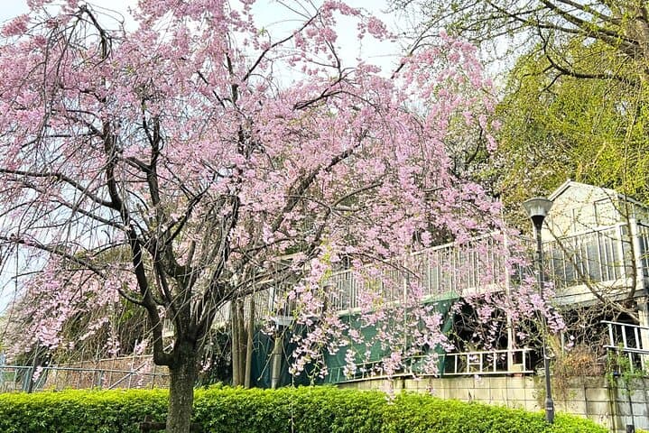 Cherry Blossom Season Tokyo Sakura Picnic — photo 9