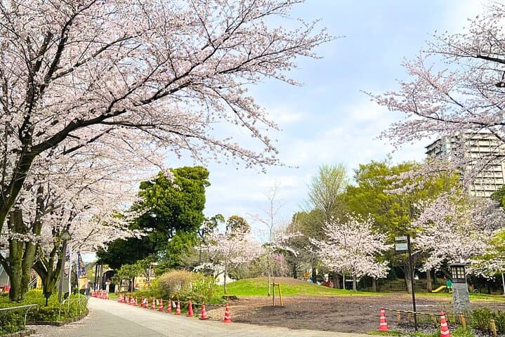 Cherry Blossom Season Tokyo Sakura Picnic — photo 10