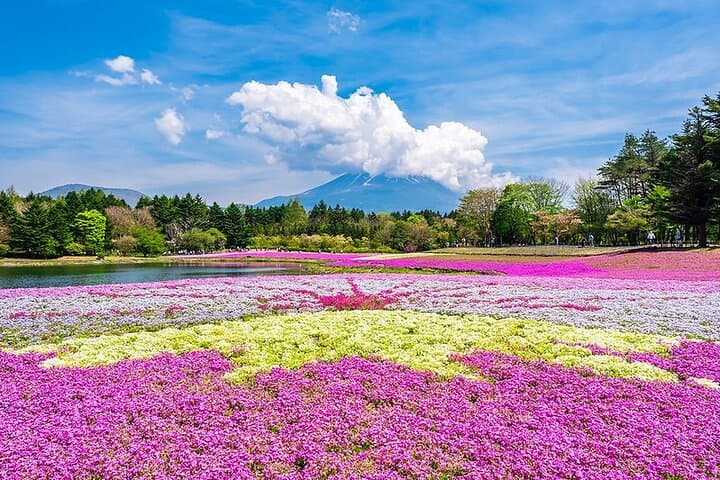 Season Special: Private Mt. Fuji Shibazakura Spring Tour — photo 10