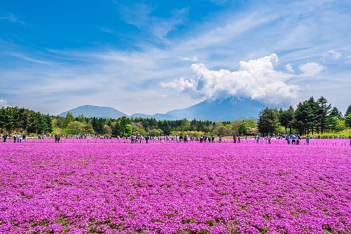 Season Special: Private Mt. Fuji Shibazakura Spring Tour — photo 11