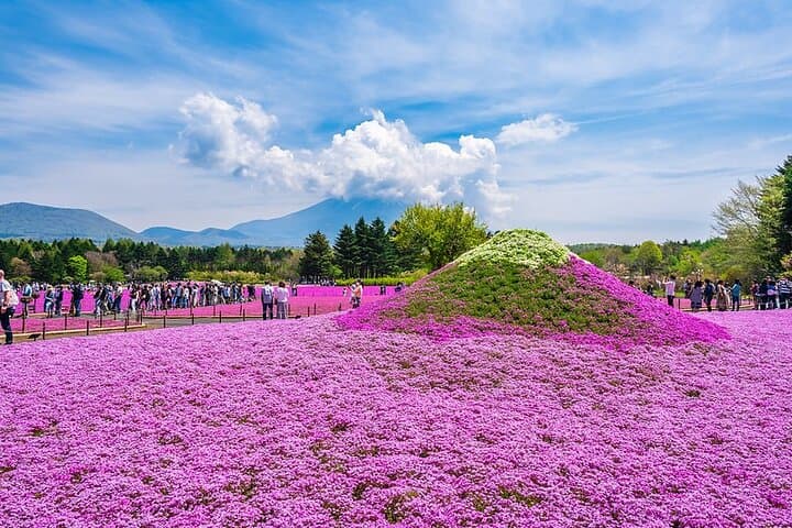 Season Special: Private Mt. Fuji Shibazakura Spring Tour — photo 19
